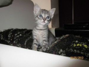 Mercúrio (Fotos do Antes e Depois)